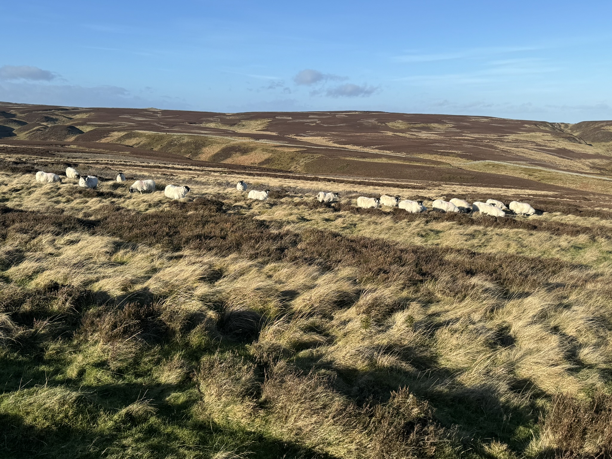 Sheep grazing on Moor