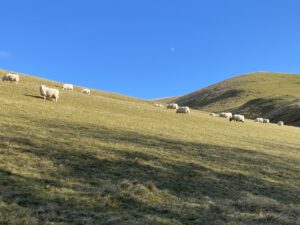 IMG_2378